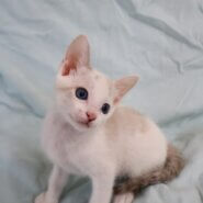 綺麗なブルーアイの男の子