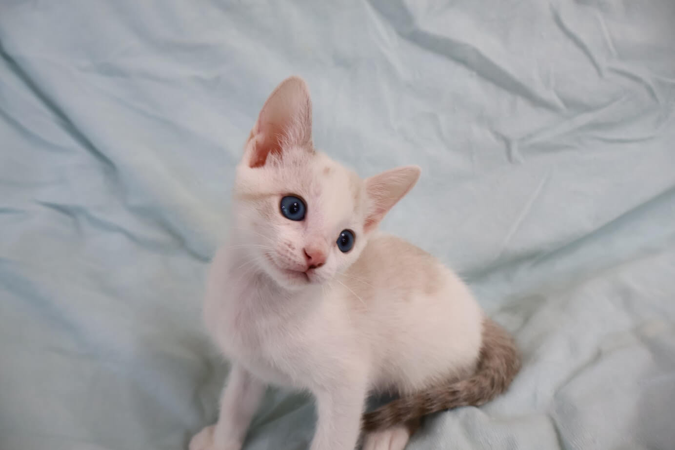 綺麗なブルーアイの男の子