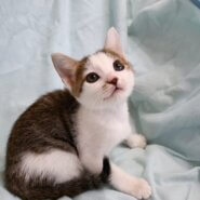 まんまるお顔の女の子