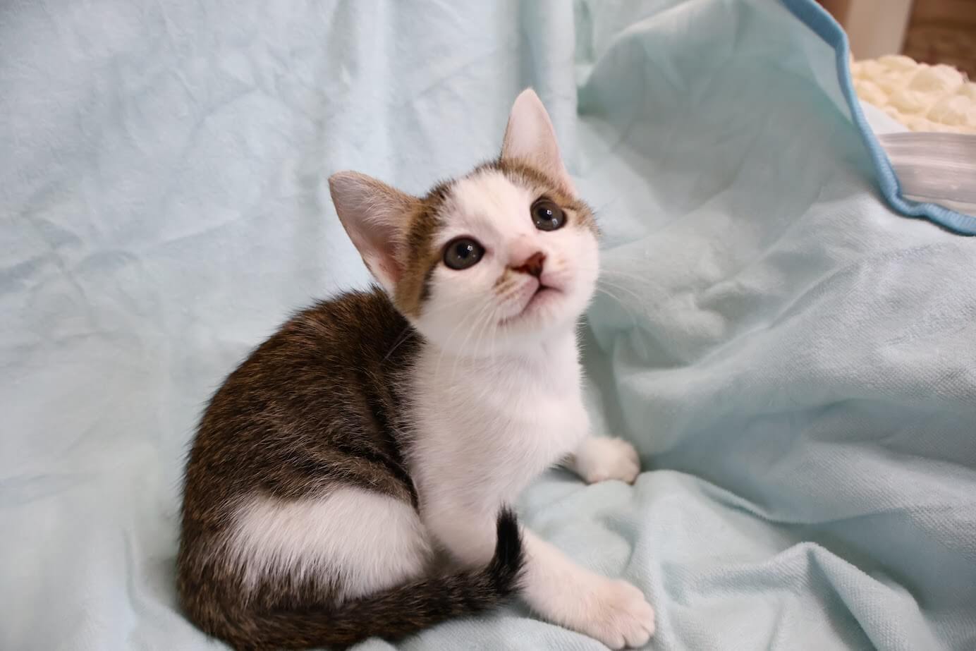 まんまるお顔の女の子