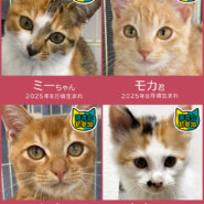 子猫の祭典！28匹の譲渡会★みよし市
