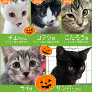 子猫中猫23匹+α★みよし市