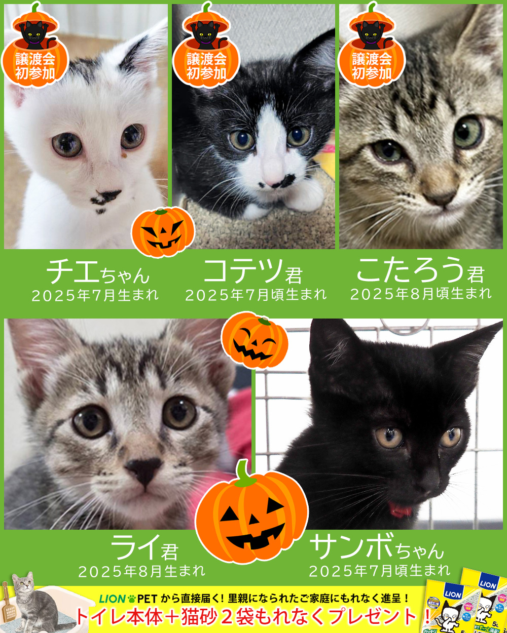 子猫中猫23匹+α★みよし市