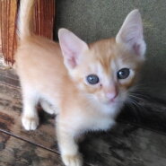 かわいい茶トラの女の子