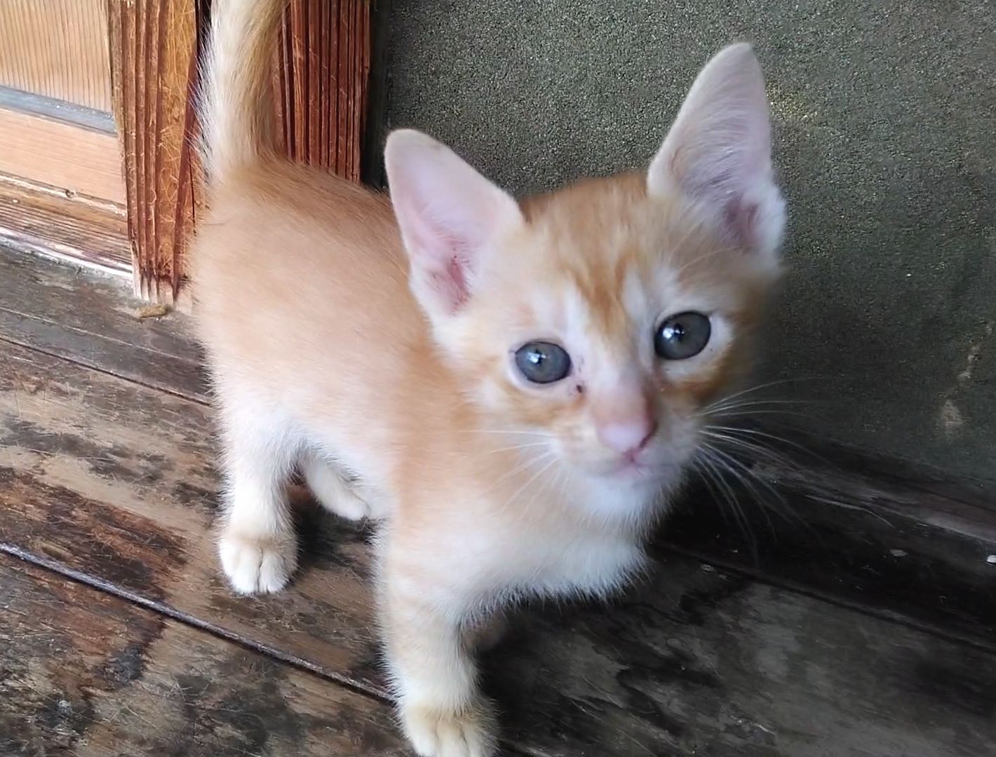 かわいい茶トラの女の子