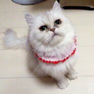 チンチラペルシャ♪甘えた★アンちゃん４歳