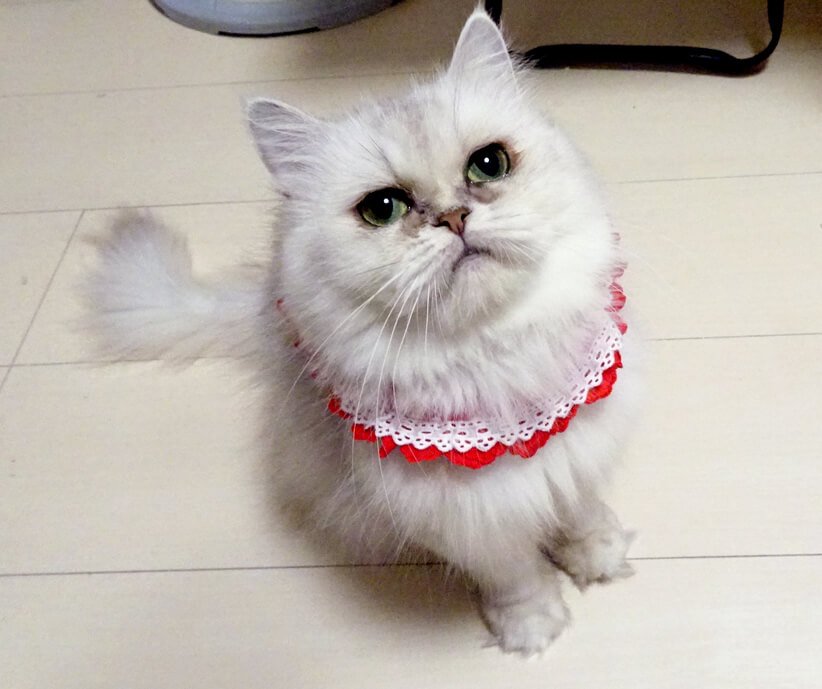 チンチラペルシャ♪甘えた★アンちゃん４歳