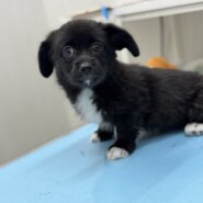 可愛くて元気なコーギーミックス