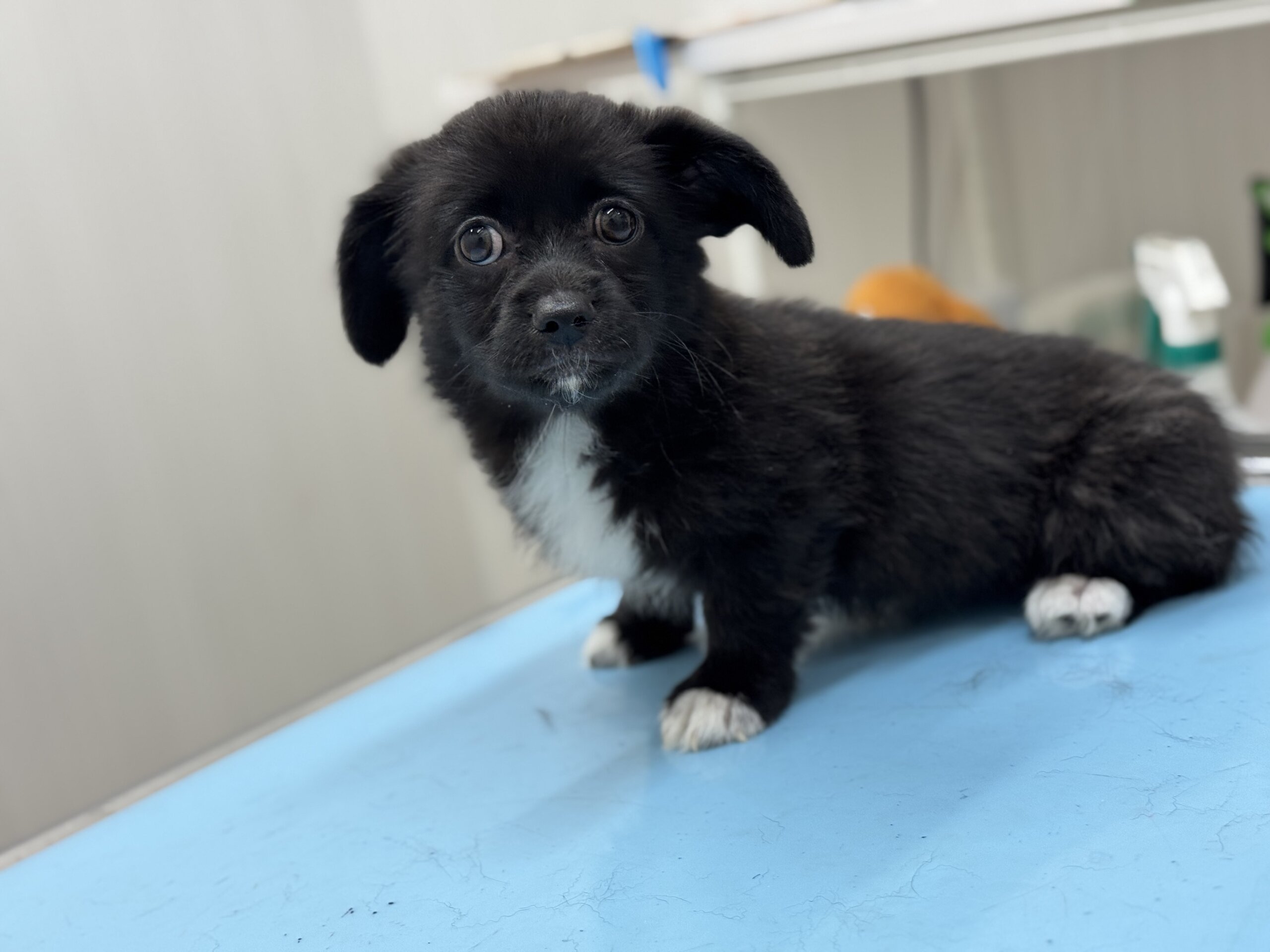 可愛くて元気なコーギーミックス