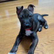 2ヶ月半のよく慣れた「ハッピーちゃん」