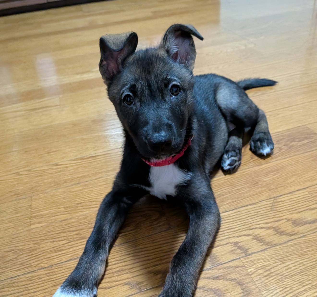 2ヶ月半のよく慣れた「ハッピーちゃん」