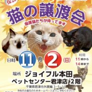 【君津市】保護、猫の譲渡会