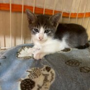 お淑やかなみはるくん