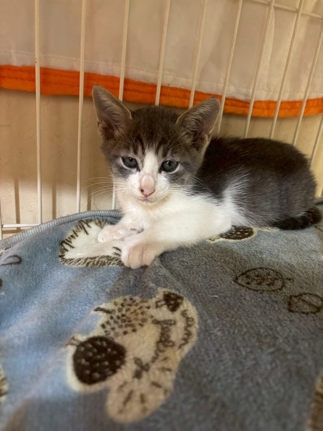 お淑やかなみはるくん