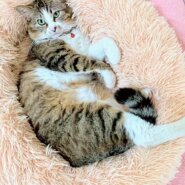 穏やかなロンくん