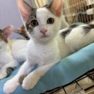 寂しがりやさんの甘えん坊♡ライちゃん