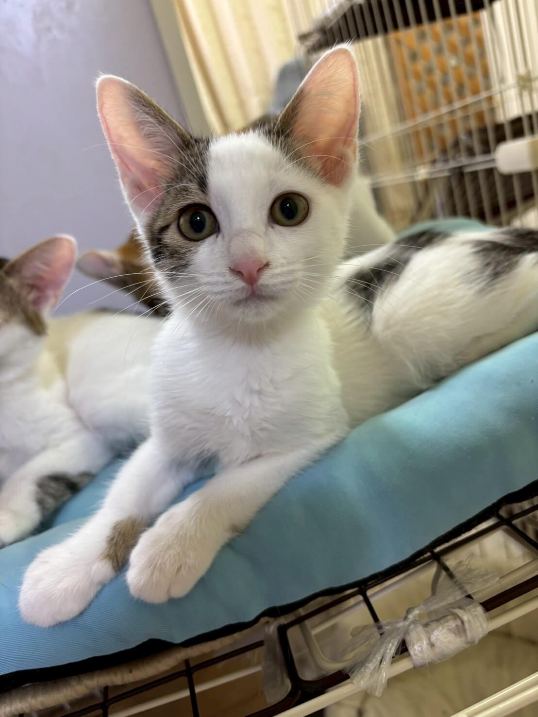 寂しがりやさんの甘えん坊♡ライちゃん