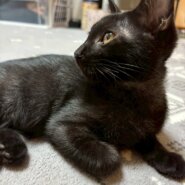 美人黒猫のメイちゃん