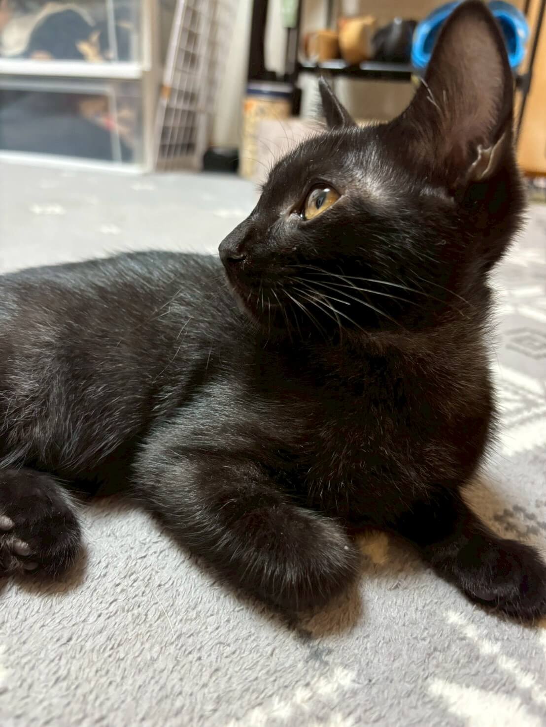 美人黒猫のメイちゃん