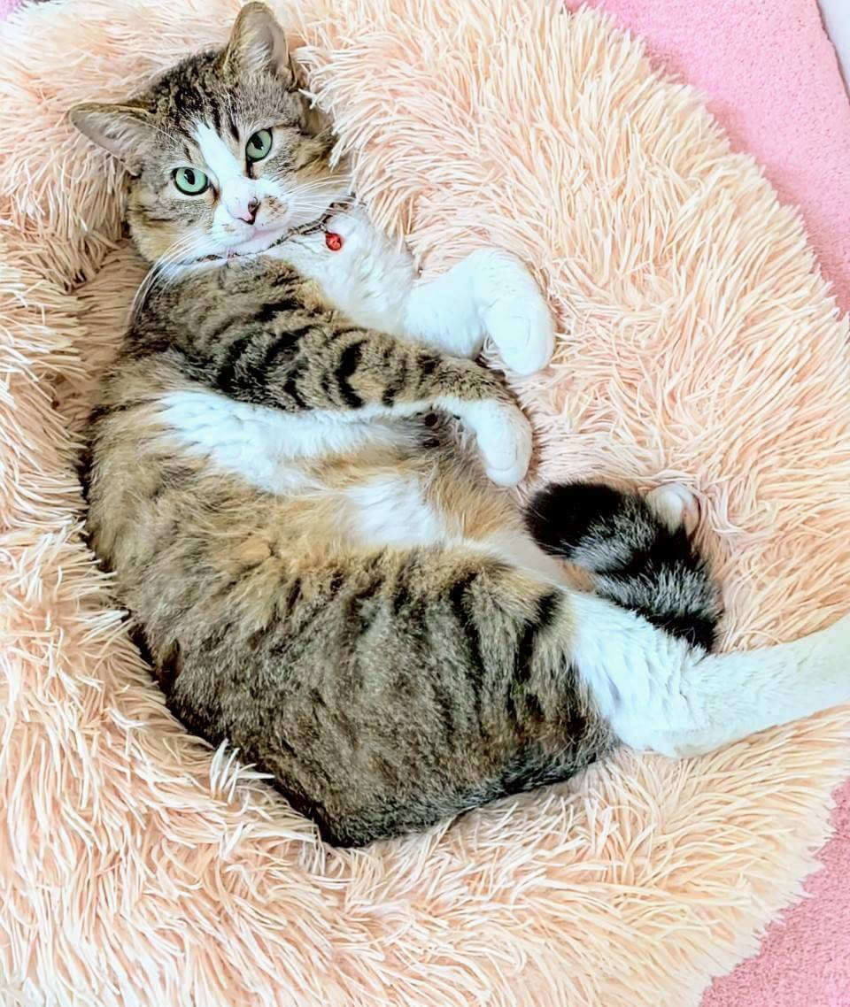 穏やかなロンくん