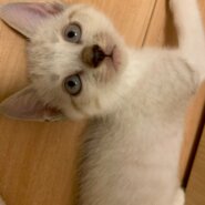 幸せ鍵尻尾のトラくん⭐︎