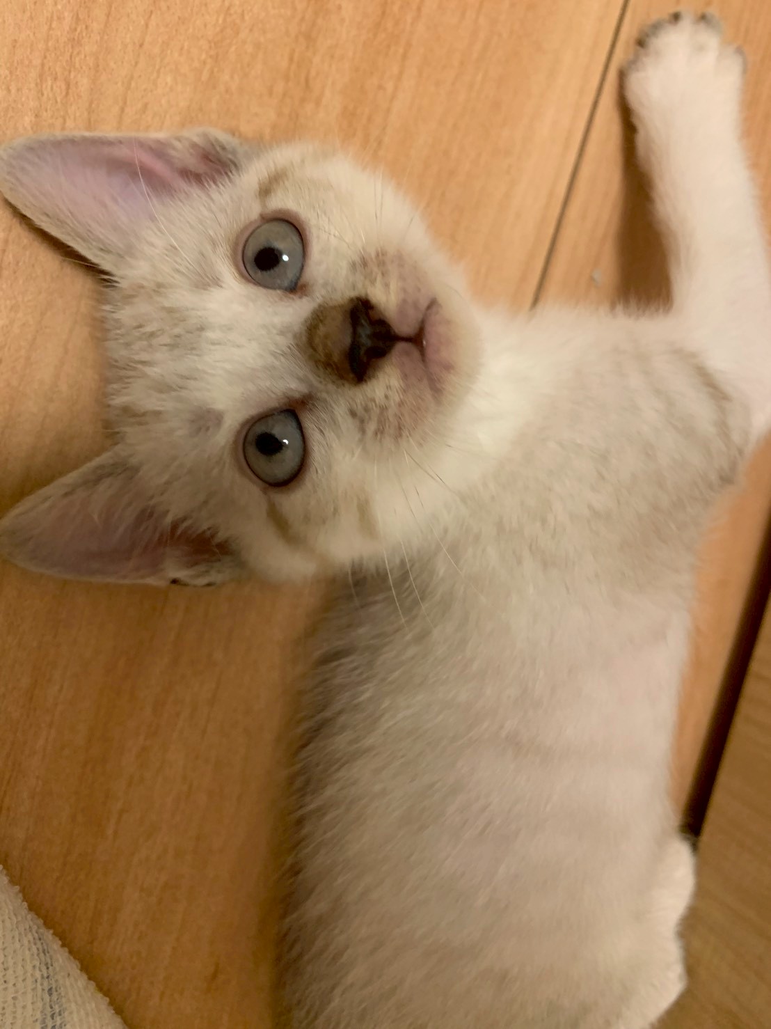 幸せ鍵尻尾のトラくん⭐︎