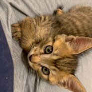 赤み入ったのキジトラのトラジくん