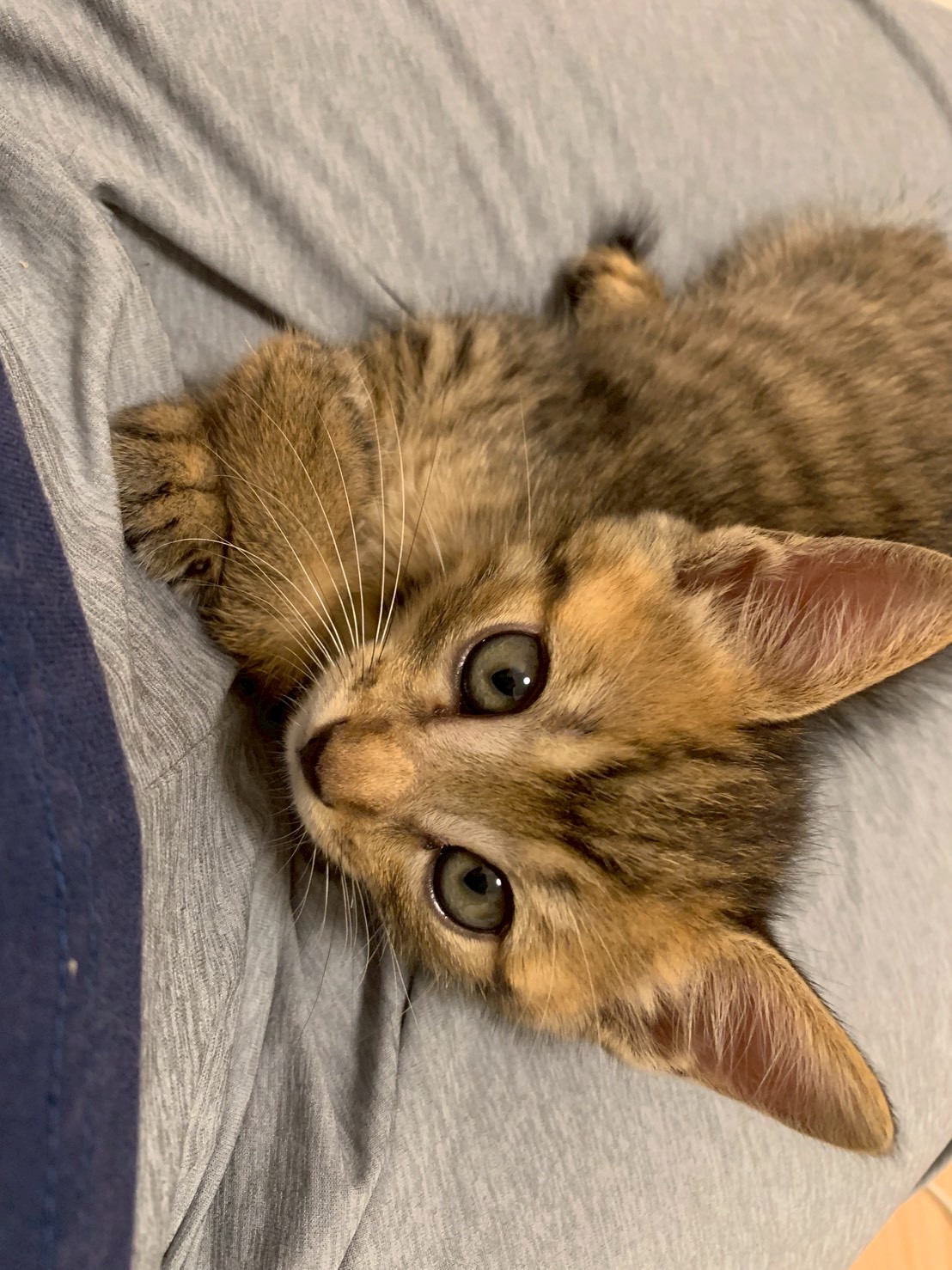 赤み入ったのキジトラのトラジくん