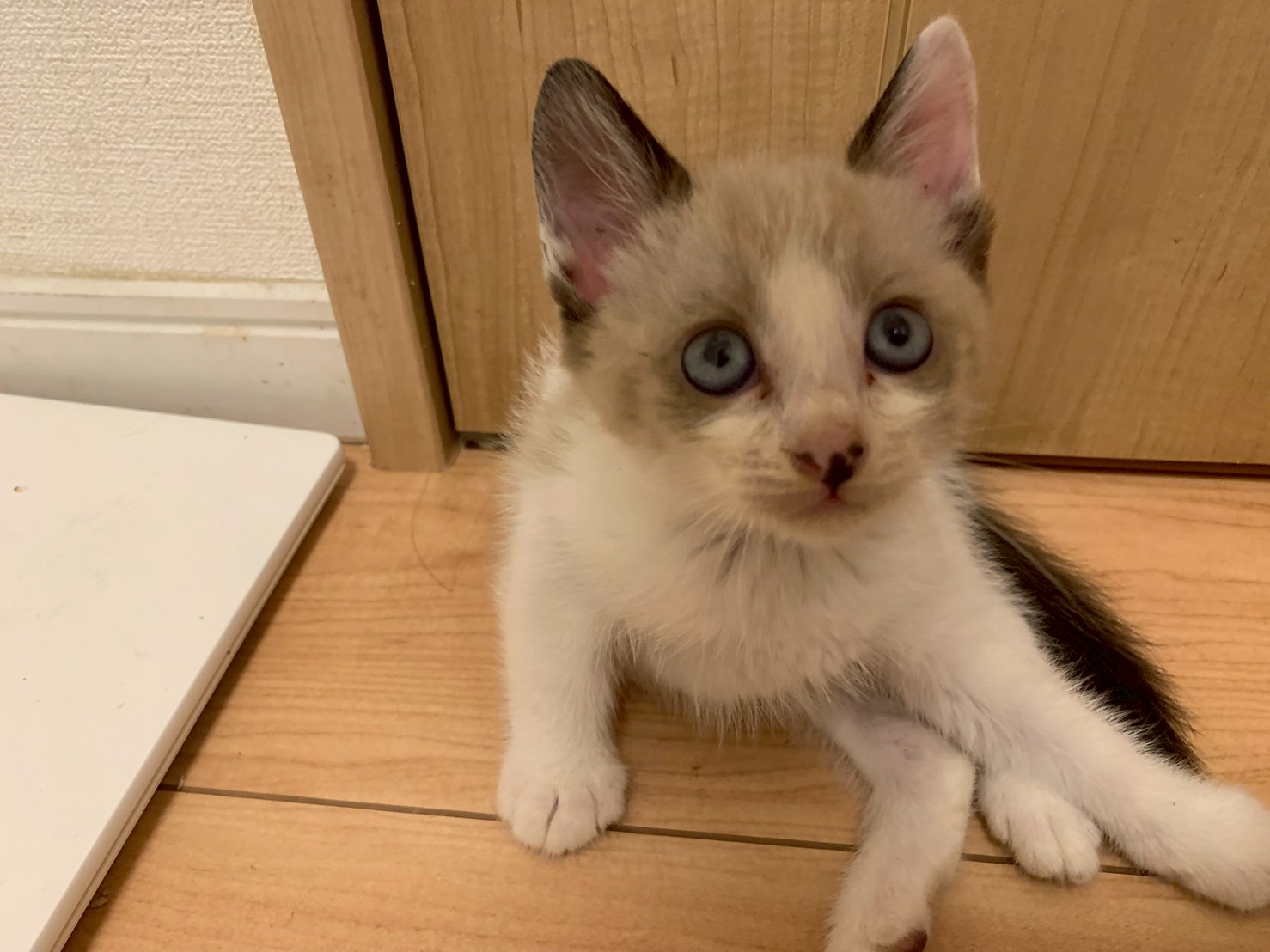 シャム猫のような唯一無の柄のレモンくん