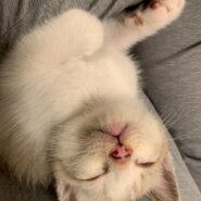 アイスブルーの瞳のタピくん