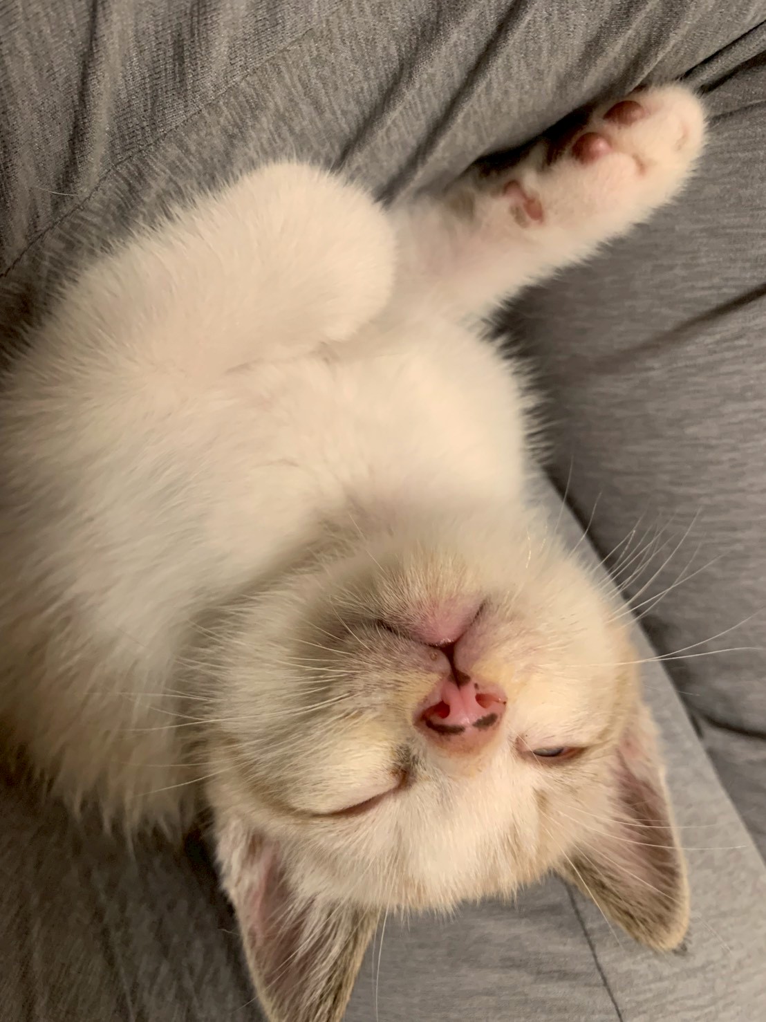 アイスブルーの瞳のタピくん