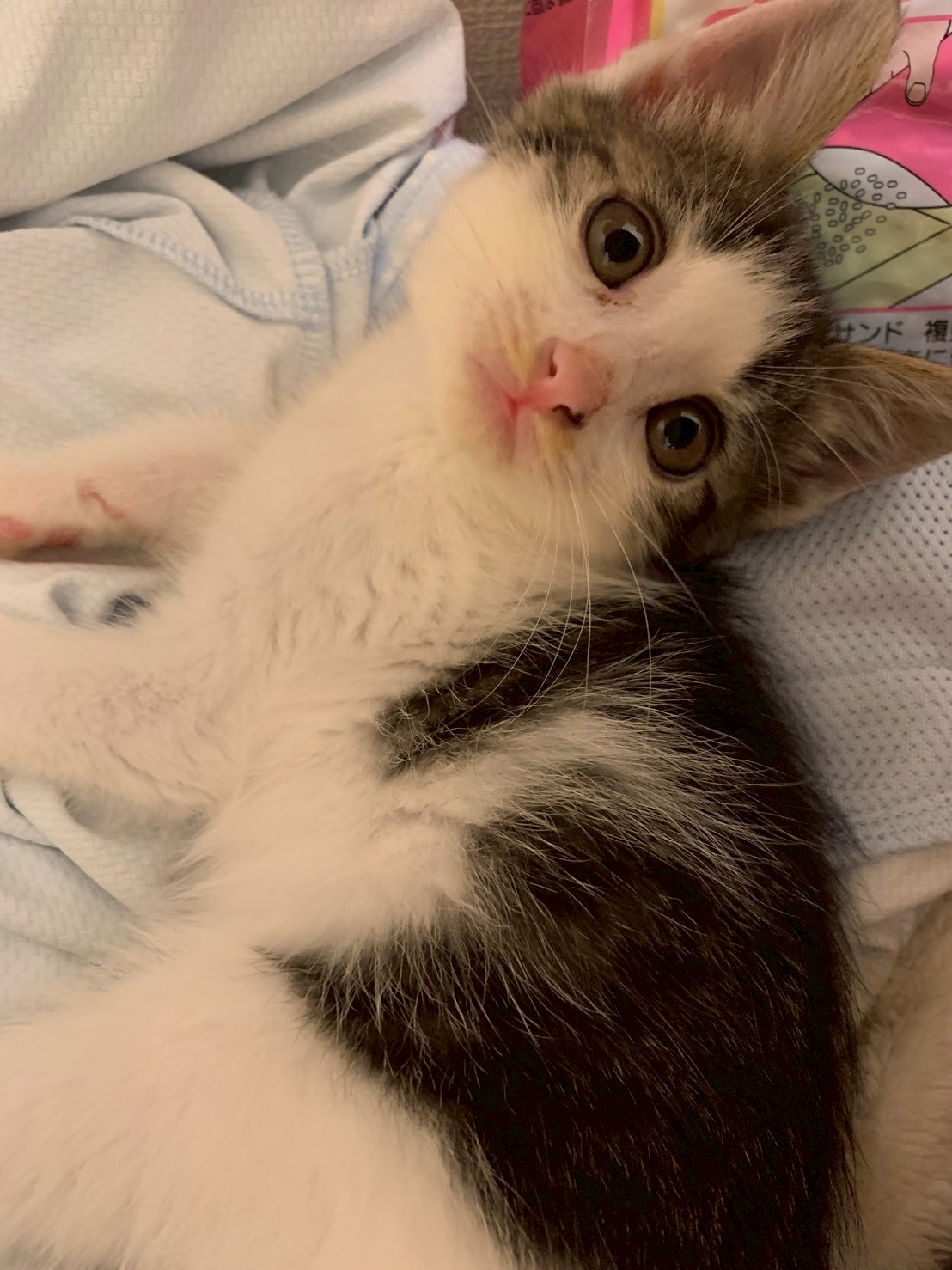 紅一点のヒメちゃん♡