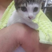 大きな瞳のカイくん