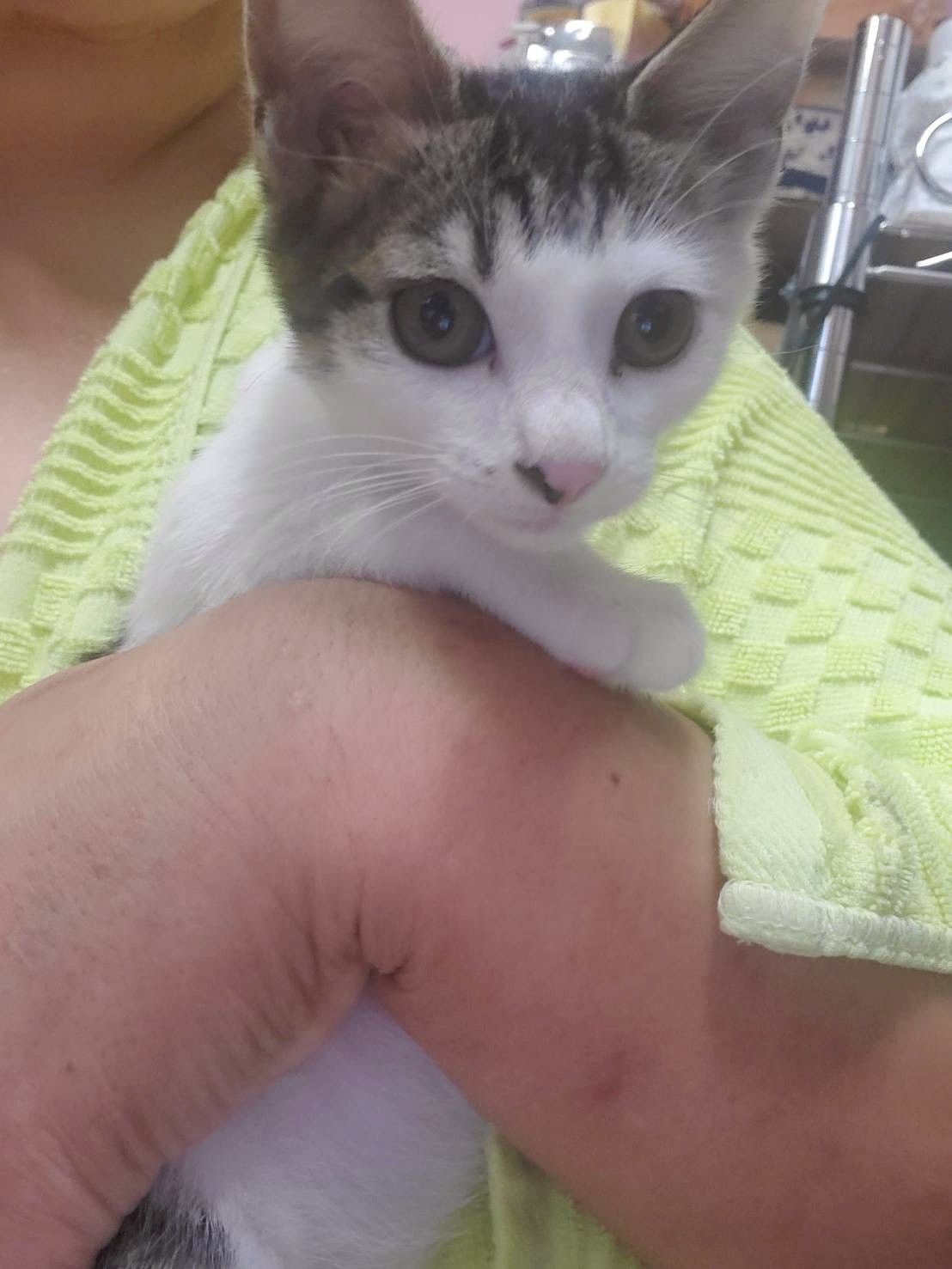 大きな瞳のカイくん