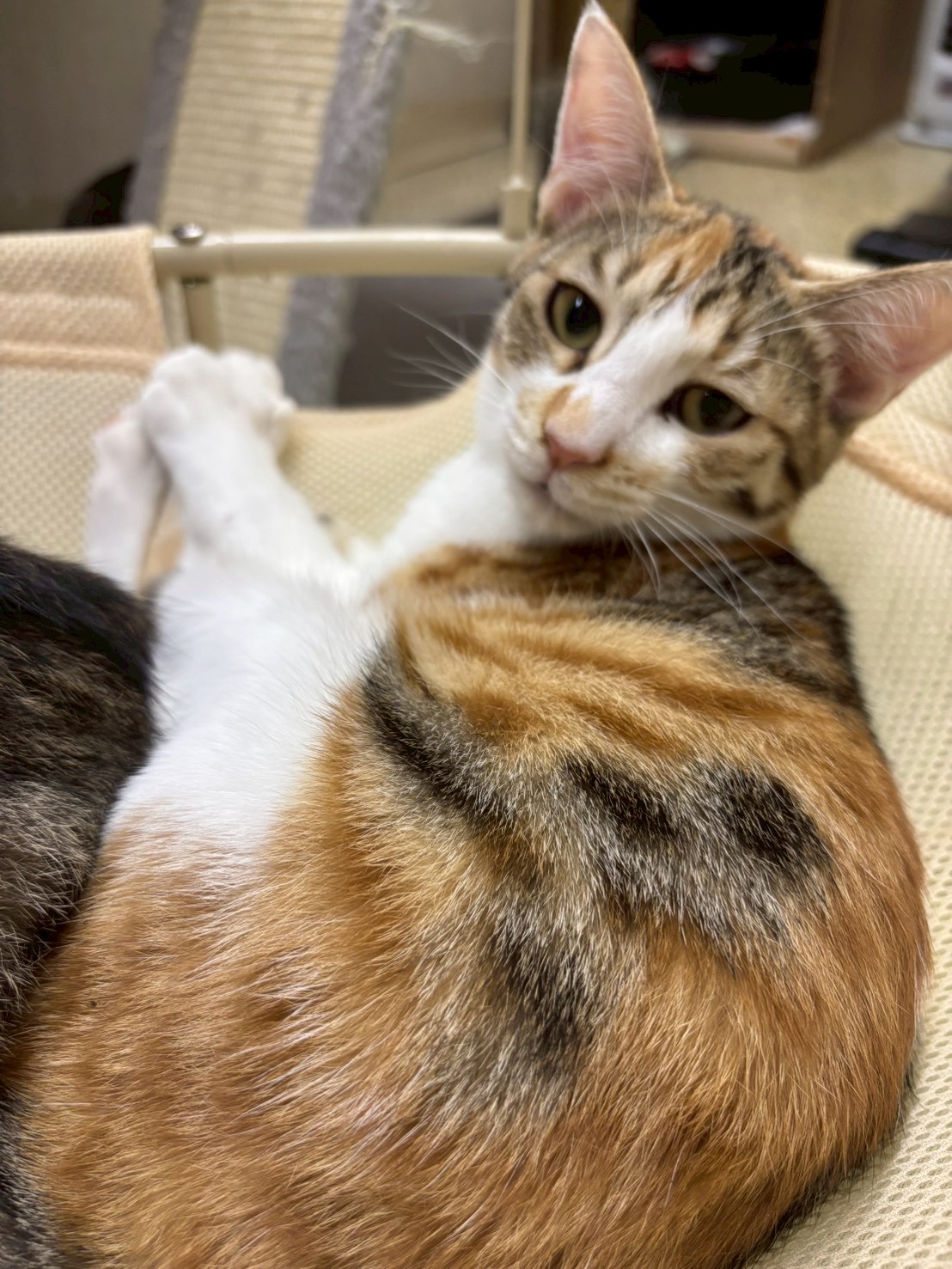 お膝の上が大好き！！リオちゃん