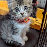 兄妹仲良しなリナちゃん