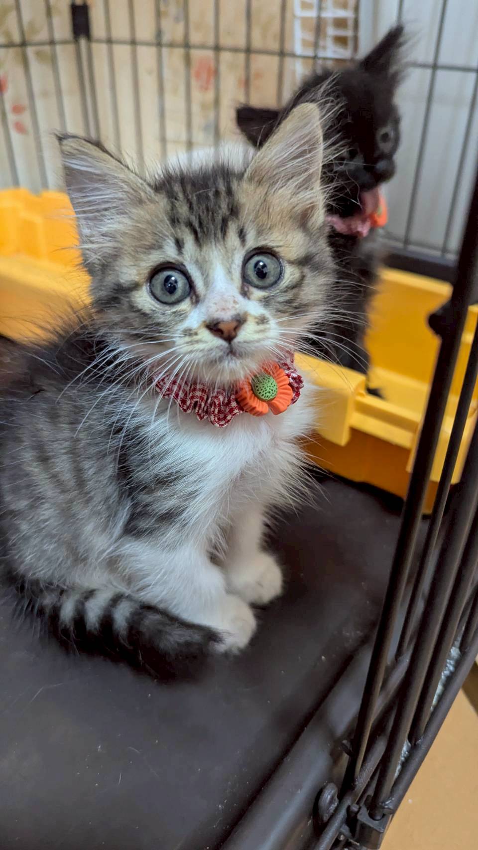 兄妹仲良しなリナちゃん