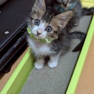 兄妹仲良しなホビくん