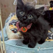 兄妹仲良しなサナちゃん