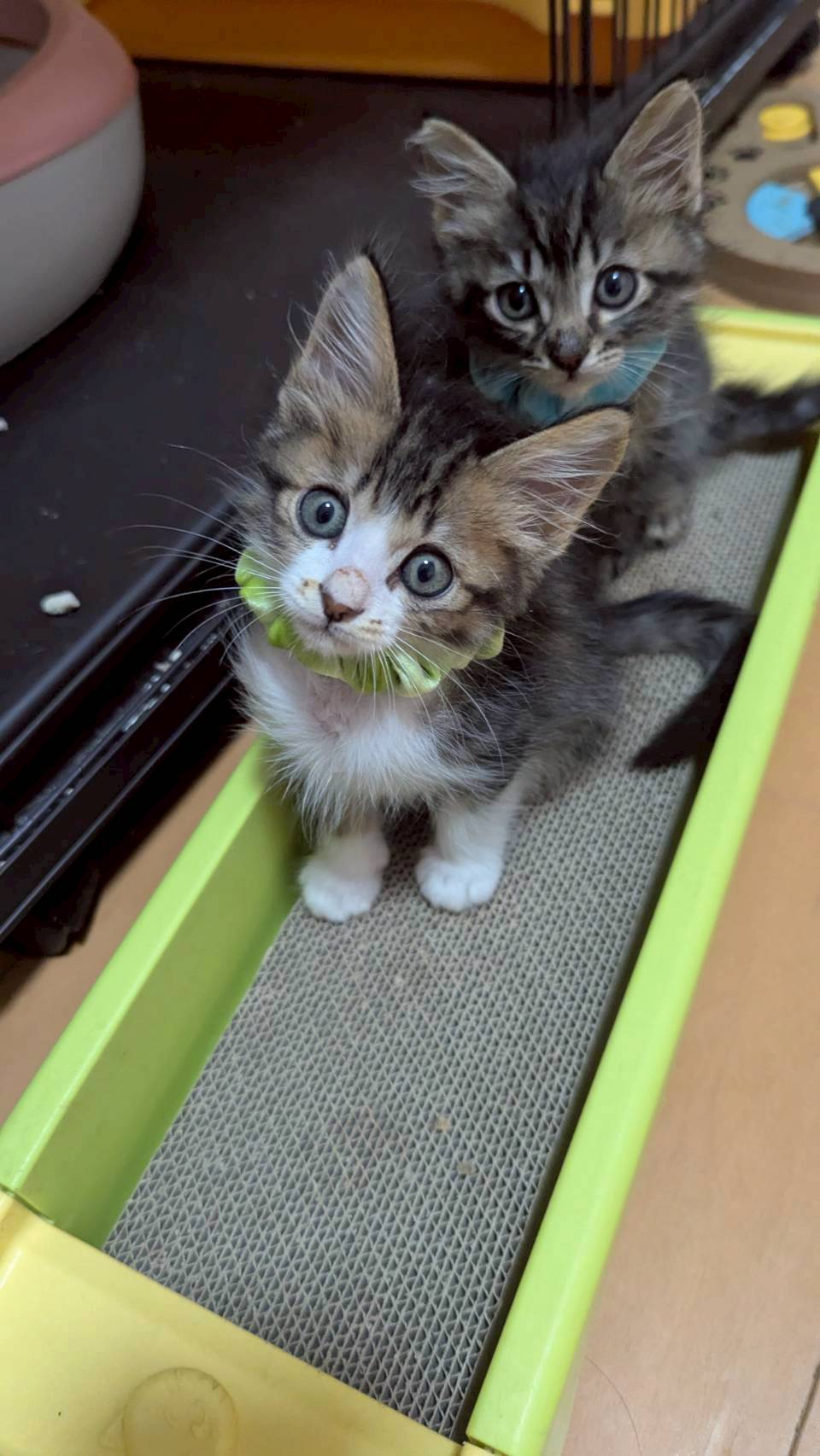 兄妹仲良しなホビくん