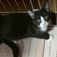 白黒兄妹のはっちちゃん