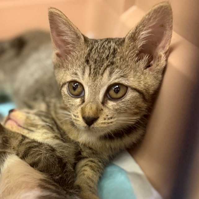 食いしん坊の桃花ちゃん！