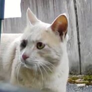 推定1〜3歳、クリーム茶系、野良猫さんの里親募集。