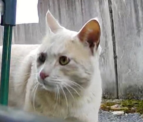 推定1〜3歳、クリーム茶系、野良猫さんの里親募集。