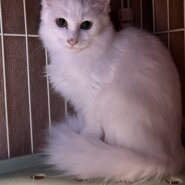 里親様、決定しました。