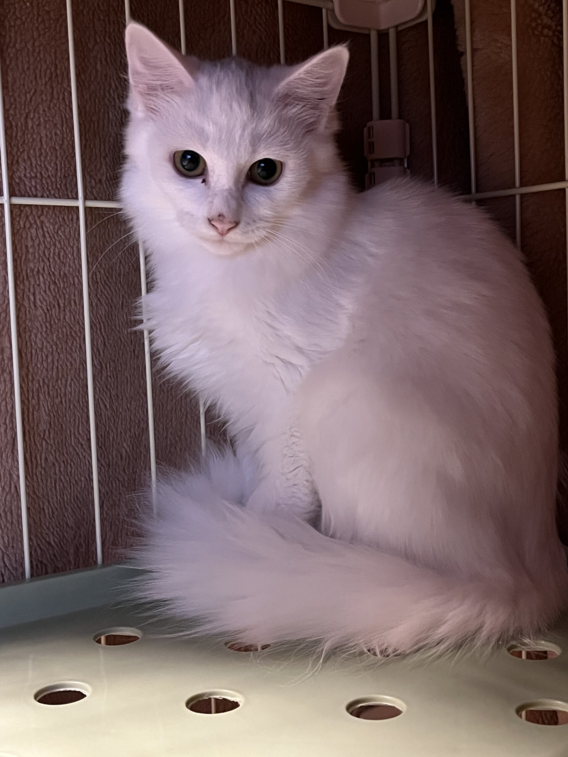 里親様、決定しました。