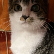 里親様決まりました。