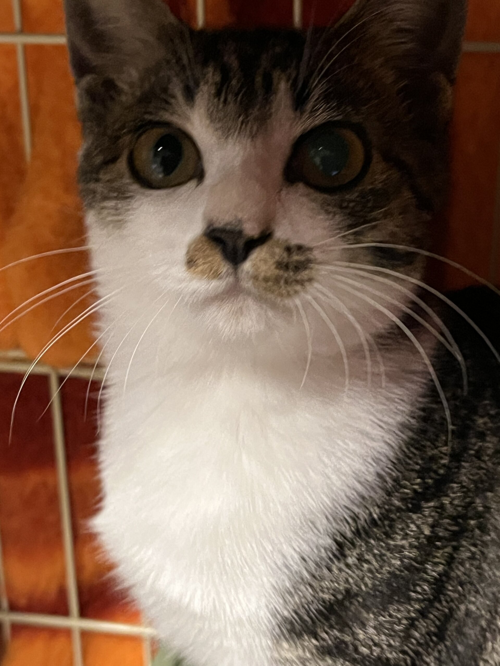 里親様決まりました。