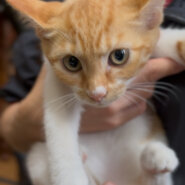 大音量ゴロゴロ♡甘えたがりのくるみちゃん