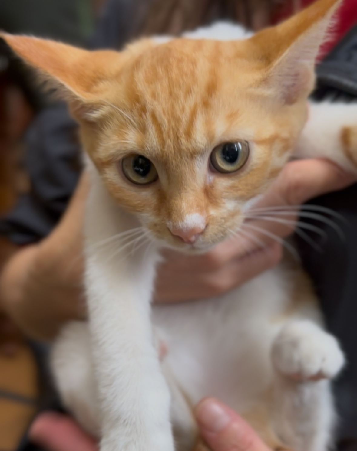 大音量ゴロゴロ♡甘えたがりのくるみちゃん